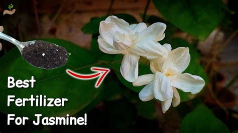 5 Amazing Fertilizers for a Flourishing Jasmine Plant