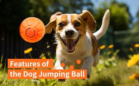 5 Big Benefits of Vibrating Dog Balls: Unlocking the Power of Play