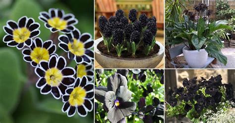 5 Black Flowers That Will Add Drama to Your Garden