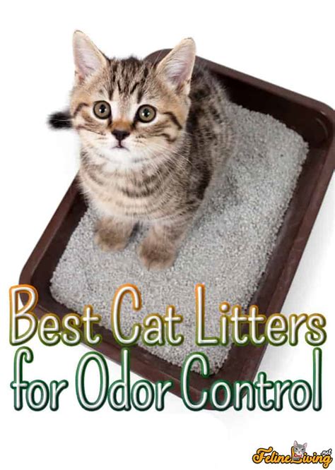 5 Cat Litter Odor Control Tips for 2025