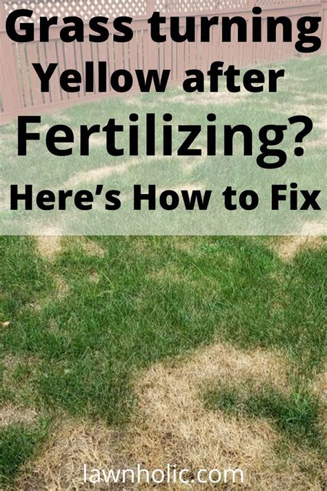 5 Common Causes of Burnt Grass After Fertilizing and How to Fix Them