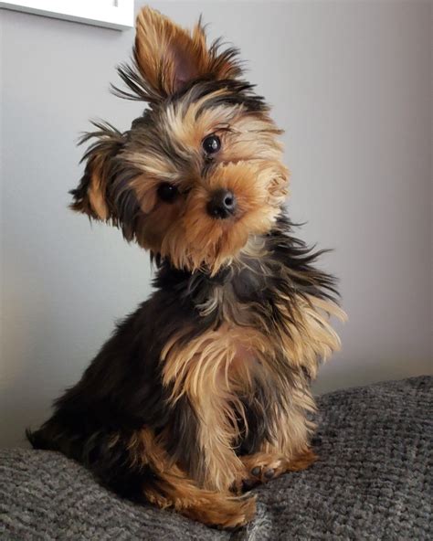 5 Cool Facts about Yorkie and Poodle Mix (Yoodle)