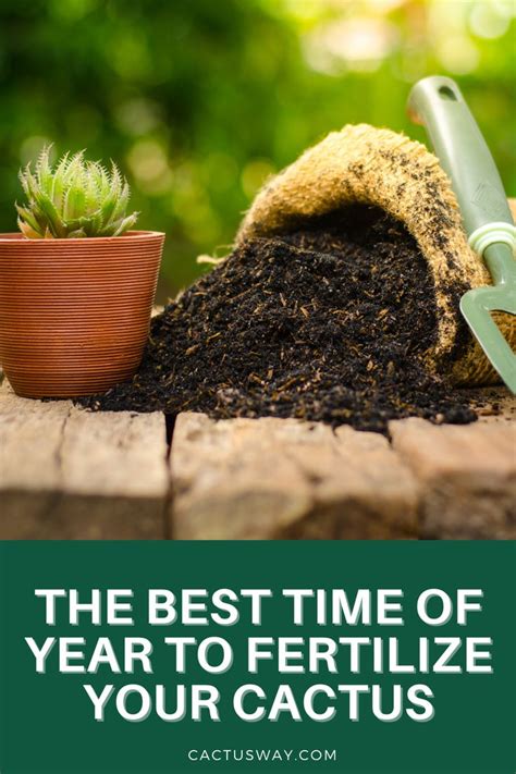 5 Critical Cactus Fertilizer Facts to Maximize Plant Health