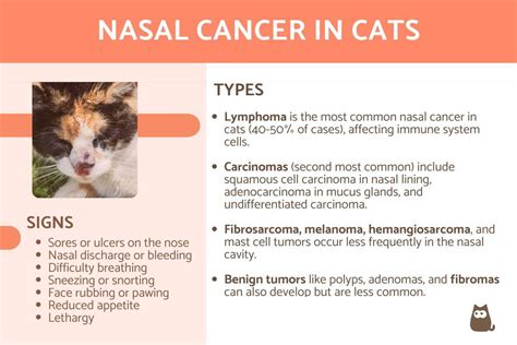 5 Critical Facts You Need to Know About Nasal Cancer in Cats