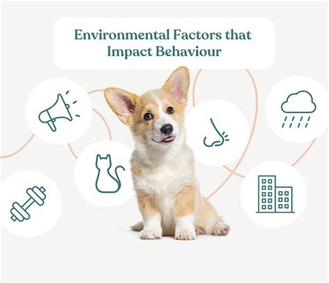 5 Critical Points: Pet Waste's Environmental Impact in 2025