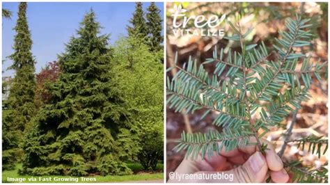 5 Crucial Fertilizer Tips for Hemlock Trees: Unlock Abundant Growth and Vibrant Foliage