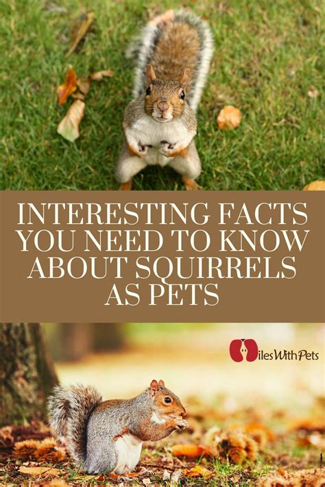 5 Curious Facts You Didn't Know About Keeping Squirrels as Pets