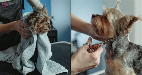 5 Dog Grooming Styles and Trends to Watch in 2025: VS. Classic Cuts