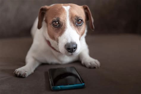 5 Dog Health Monitoring Devices By 2025 That Will Revolutionize VS