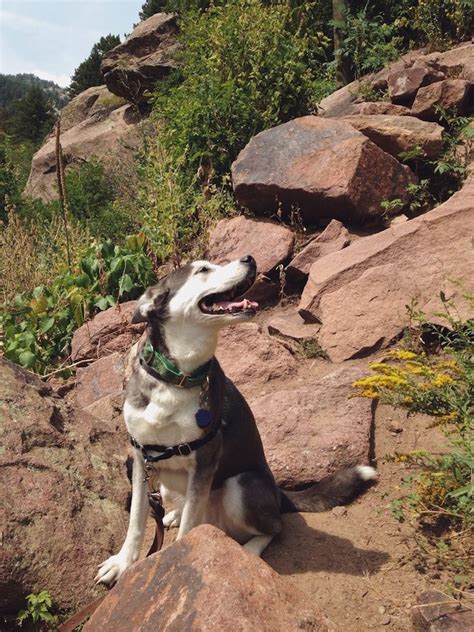 5 Dog-Friendly Hikes Near You