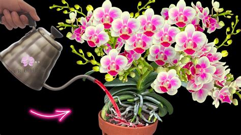 5 Easy Homemade Fertilizers for Orchid Lovers