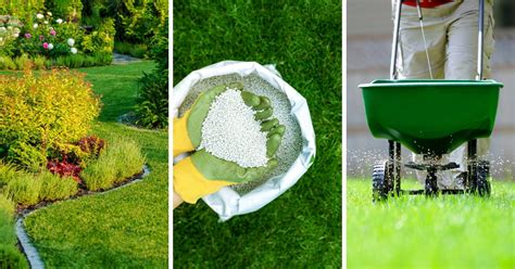 5 Easy Steps to Seed and Fertilize Your Lawn for Lush Greenery