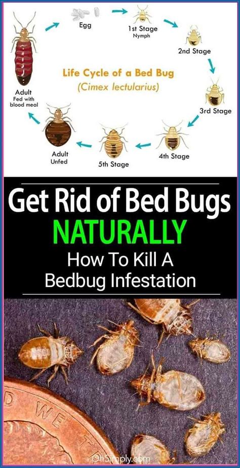 5 Easy Ways to Know You Have Bed Bugs in 2025