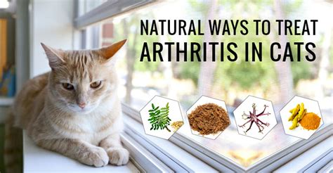 5 Easy Ways to Relieve Arthritis Pain in Cats