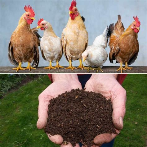 5 Effective Ways to Turn Poultry Manure into a Profitable Business