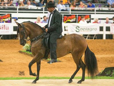 5 Enchanting Paso Fino Horse Associations: A Comprehensive Guide