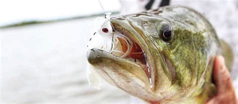 5 Epic Baits That Will Reel in Customers