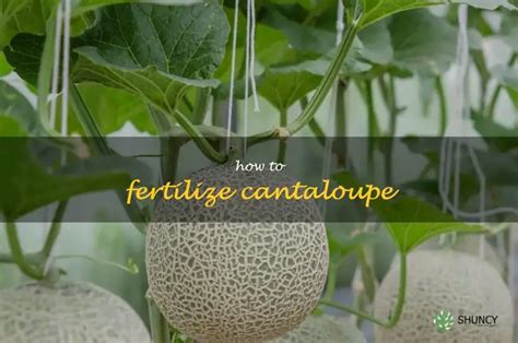 5 Essential Cantaloupe Fertilizer Tips for a Bumper Harvest