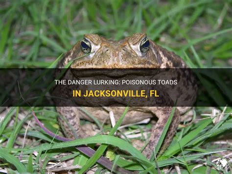 5 Essential Facts About Poisonous Toads in Florida