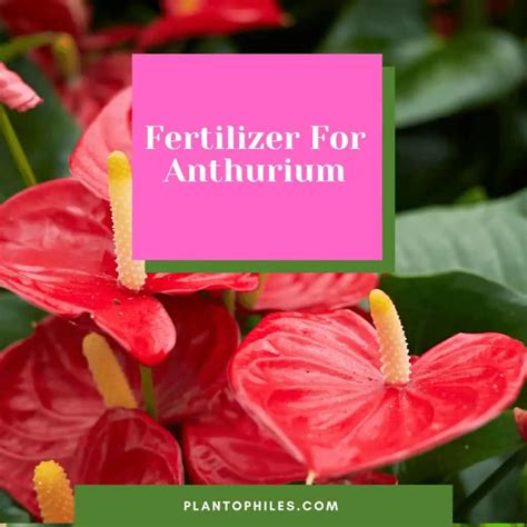 5 Essential Fertilizer Regimens for Anthurium: A Guide to Optimal Growth