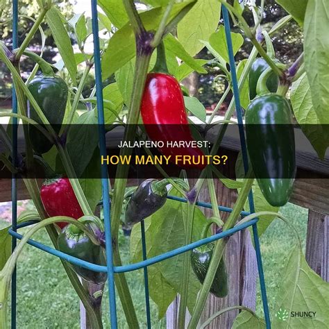 5 Essential Fertilizers for Bountiful Jalapeno Harvests