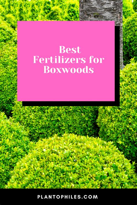 5 Essential Fertilizers for Boxwoods: A Comprehensive Guide