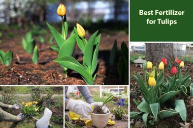 5 Essential Fertilizers for Radiant Tulips: A Comprehensive Guide