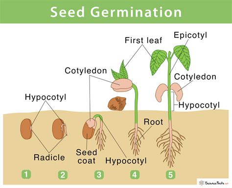 5 Essential Fertilizers for Seed Starting: A Guide to Germination Success