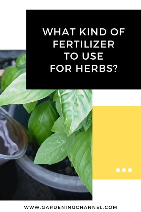 5 Essential Fertilizers for Thriving Herbs: A Comprehensive Guide