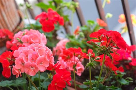 5 Essential Geraniums Fertilizer Hacks for Blooming Beauties