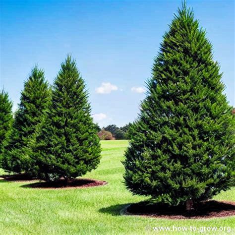 5 Essential Leyland Cypress Fertilizer Techniques For Optimal Growth