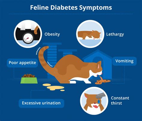 5 Essential Medications for Treating Diabetes in Cats