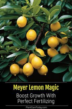 5 Essential Meyer Lemon Tree Fertilizers for Optimal Growth and Bountiful Harvest