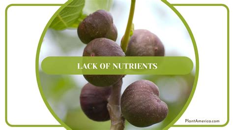 5 Essential Nutrients for Fig Trees