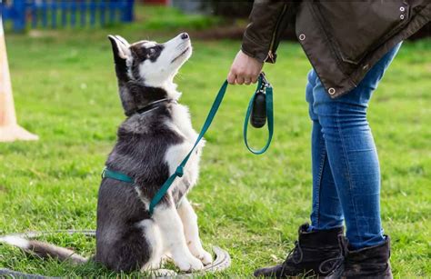 5 Essential Pet Training and Education Resources for 2025