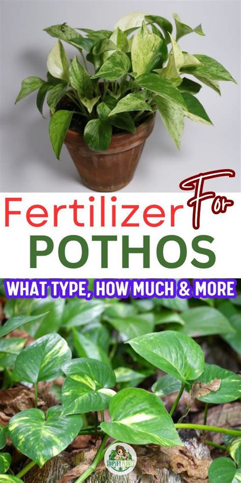 5 Essential Pothos Plant Fertilizer Tips for Optimal Growth