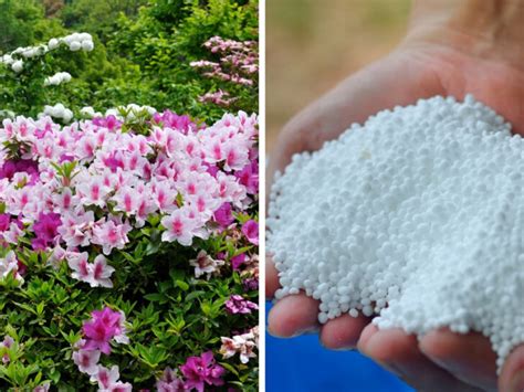 5 Essential Tips for Fertilizing Bushes Like a Pro