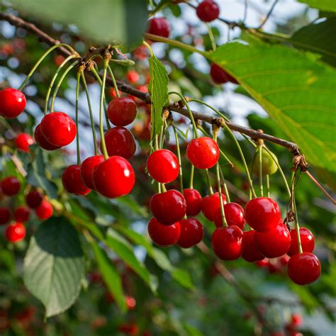 5 Essential Tips for Fertilizing Cherry Trees for Optimal Growth