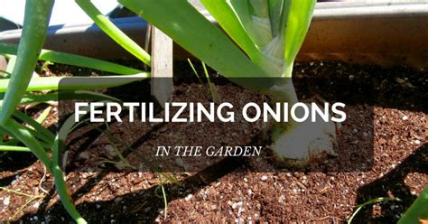 5 Essential Tips for Fertilizing Onion Plants for Maximum Yield