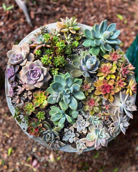 5 Essential Tips for Fertilizing Succulents: A Comprehensive Guide