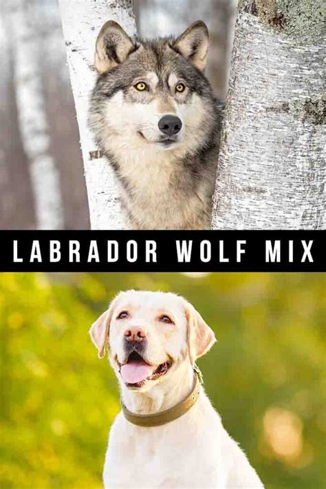 5 Essential Tips for Raising a Wolf Lab Mix