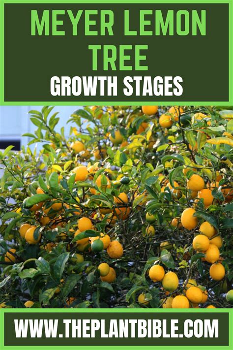 5 Essential Truths About Meyer Lemon Tree Fertilizer