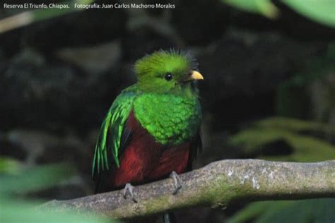 5 Fascinating Facts about the Quetzal Mexican