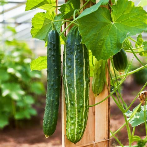 5 Fertilizer Tips for Luscious Cucumbers: Grow the Greenest, Crispest Cucumbers