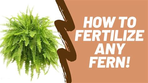 5 Fertilizer Tips for the Healthiest Ferns Ever