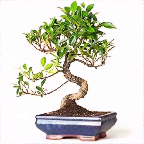 5 Fertilizer Wonders for Bonsai: A Comprehensive Guide to Nurturing Your Mini Masterpieces