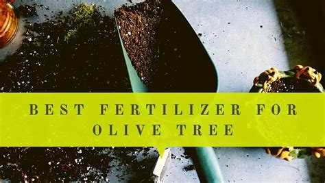 5 Fertilizers for Olive Trees That You Should Know