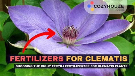 5 Foolproof Fertilizers for Clematis: A Guide to Thriving Blooms