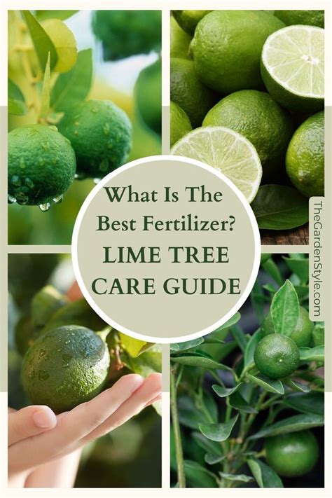 5 Foolproof Fertilizers for Lime Trees: Unleash the Ultimate Citrus Burst