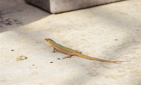 5 Foolproof Ways to Prevent Lizards in Your House in 2025